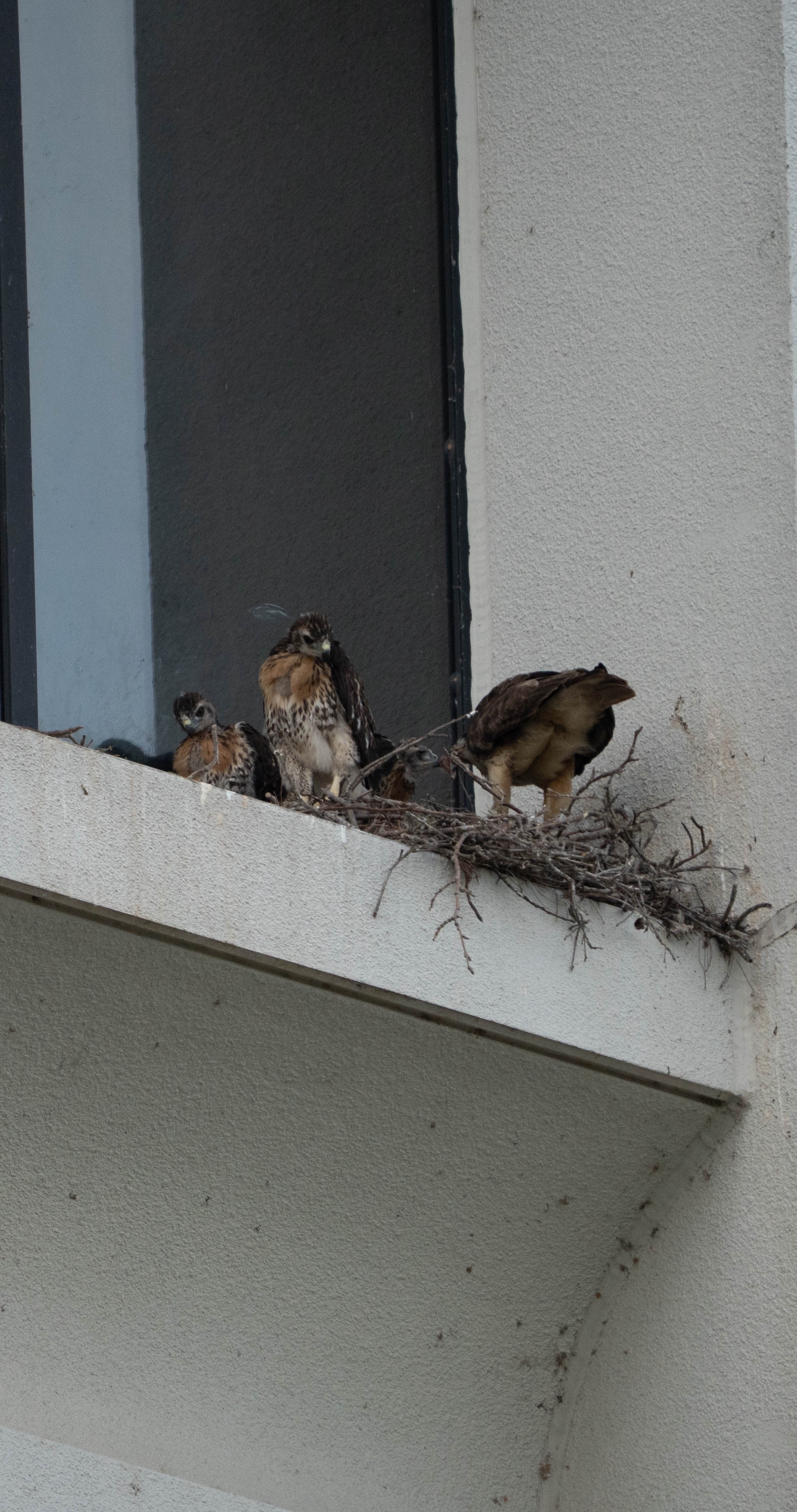 2 baby hawks looking out, 3rd is getting food from an adult