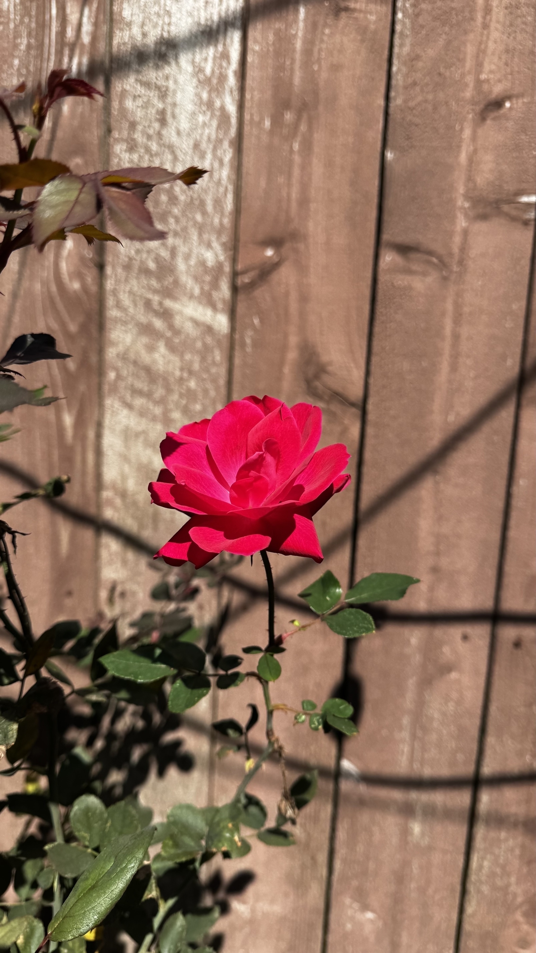 Red rose center frame, wood fence in the background 