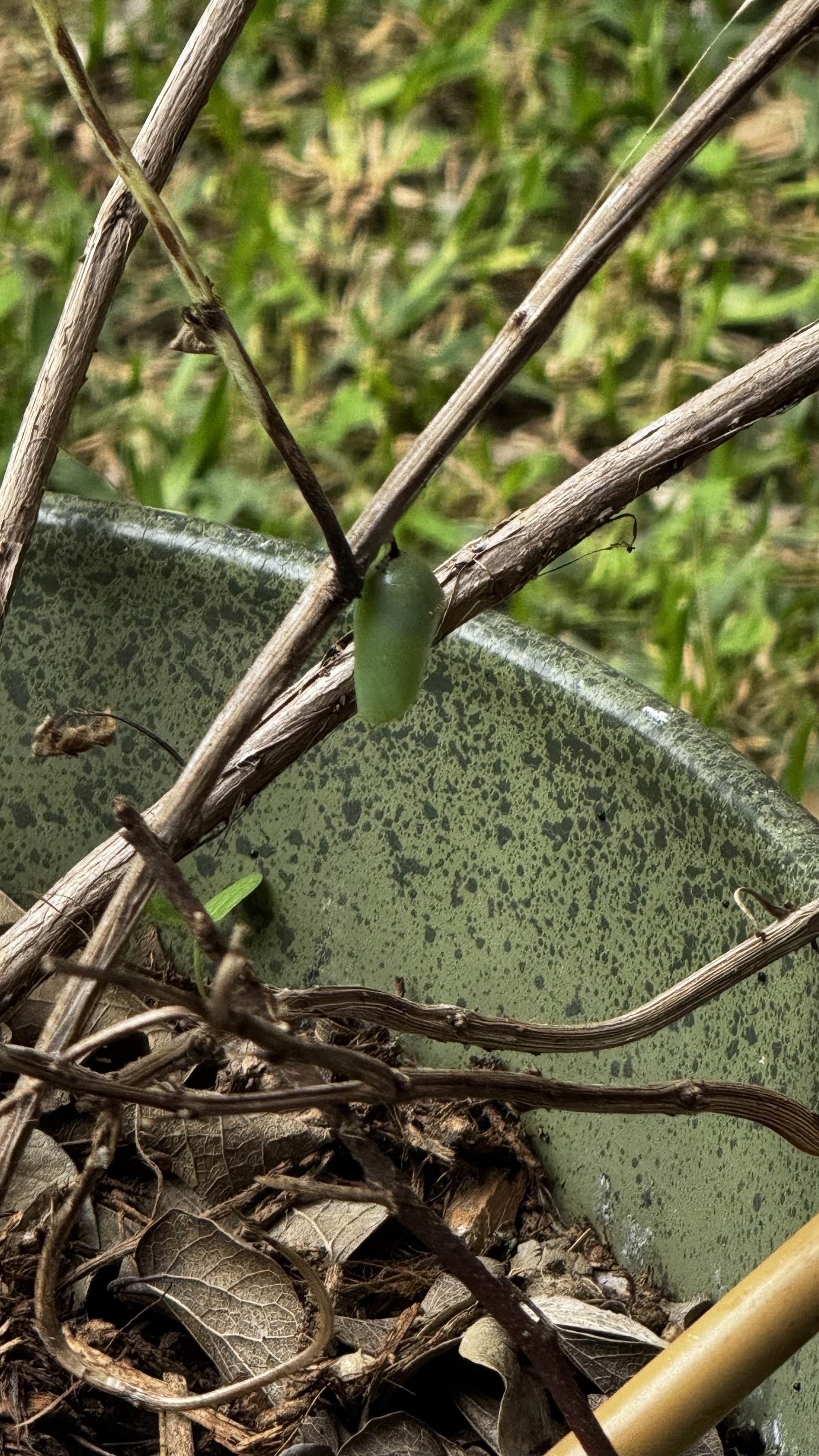 Cocoon hanging from a plant branch