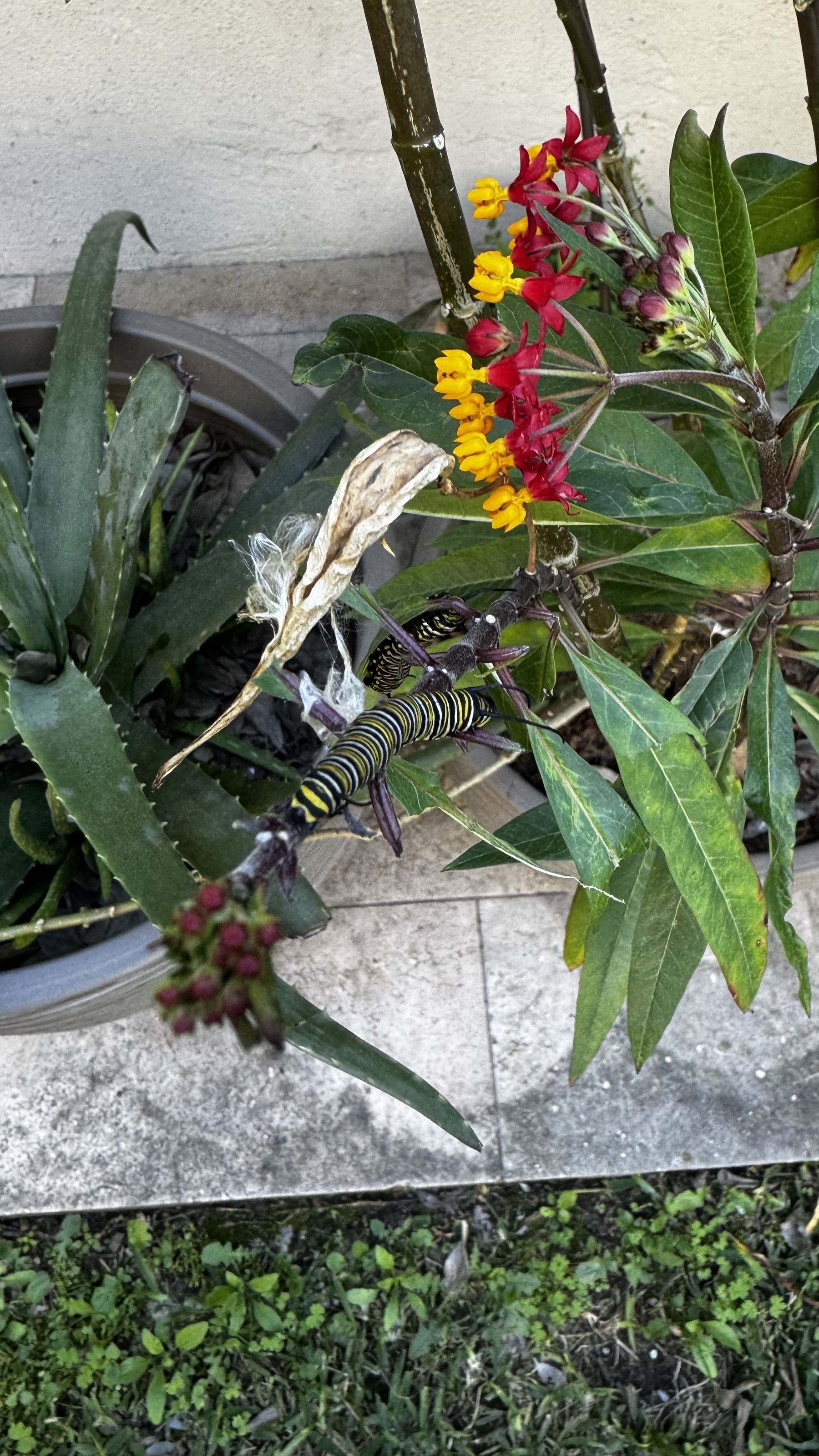 Looking down on a monarch butterfly caterpillar. 