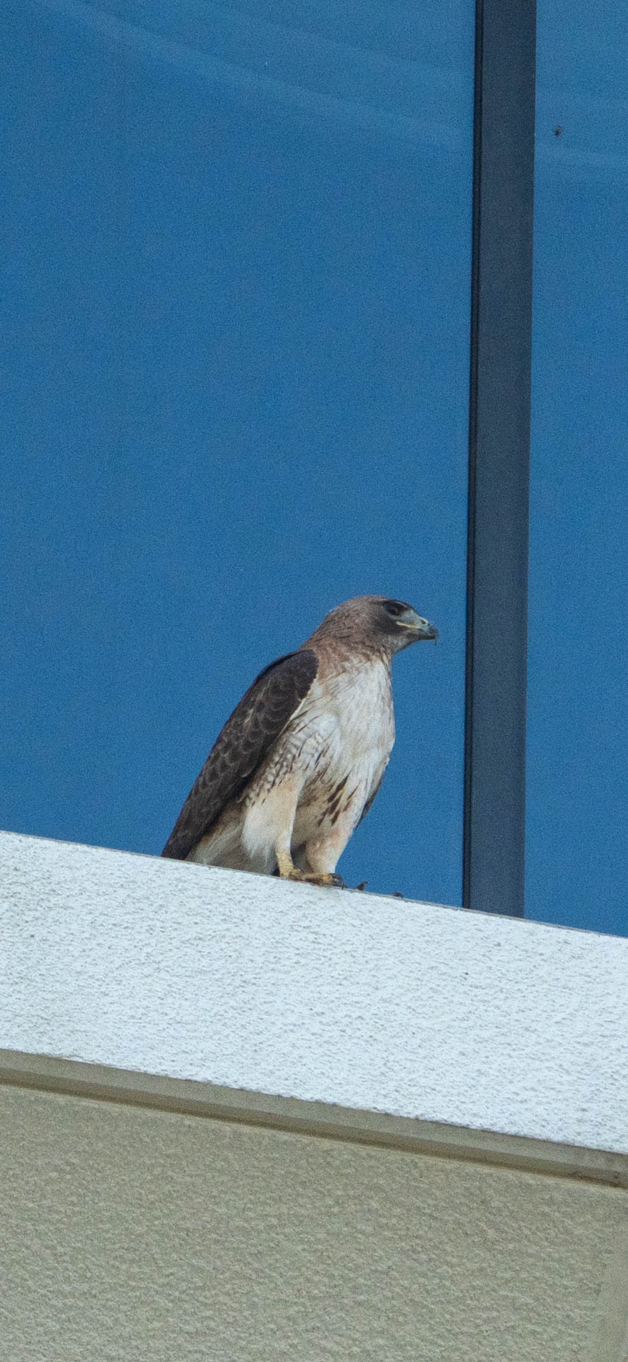 Red tailed hawk on a building ledge 