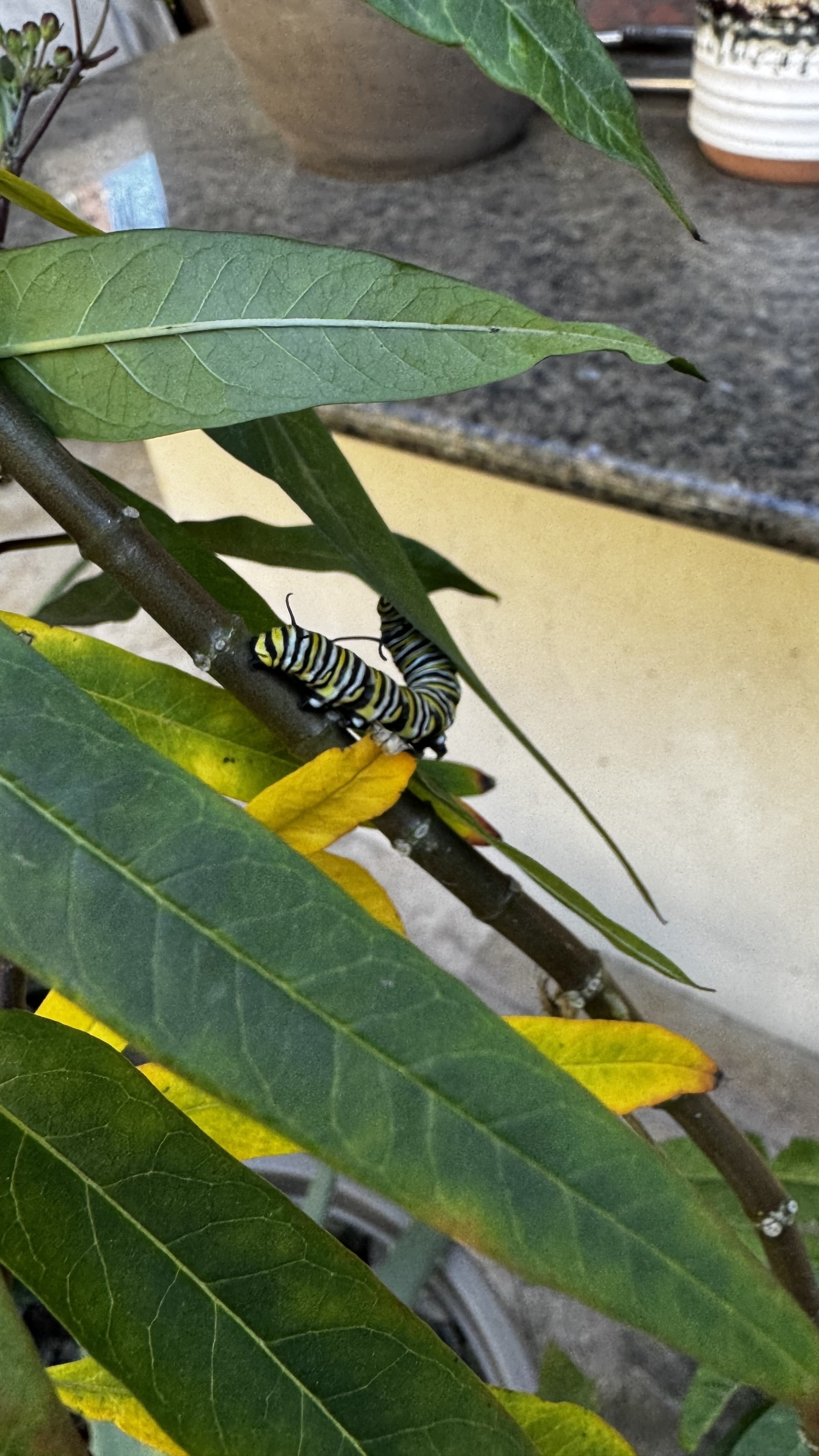 A couple of monarch&10;Butterfly caterpillars on a milkweed leaf