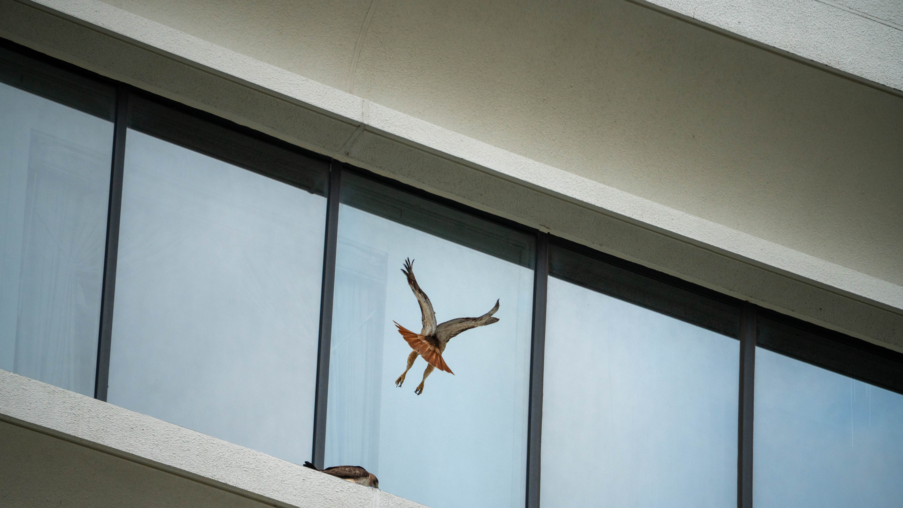 Hawk coming in for a landing