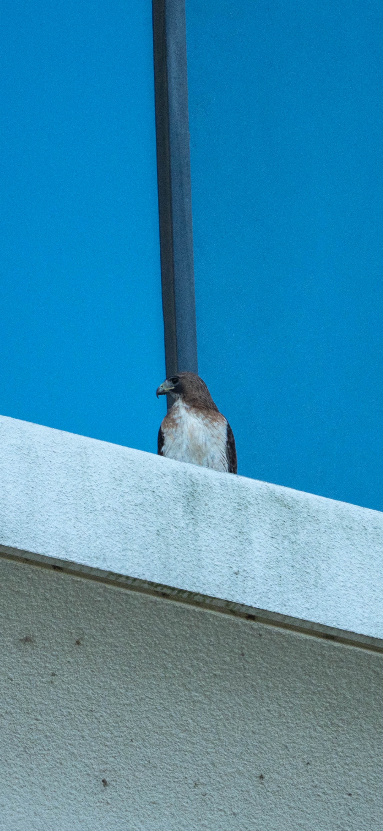 Hawk on a building ledge