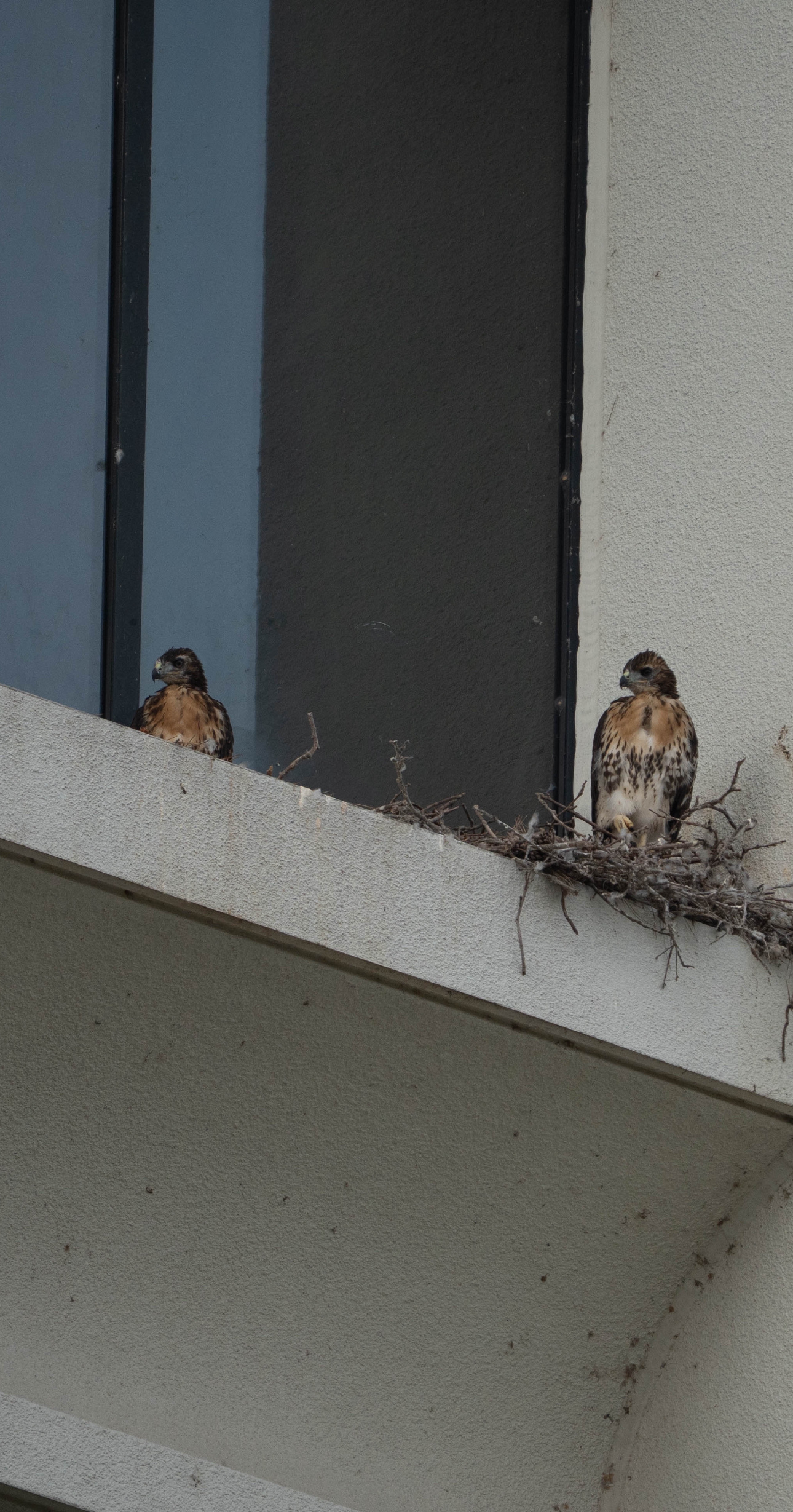 Two baby hawks