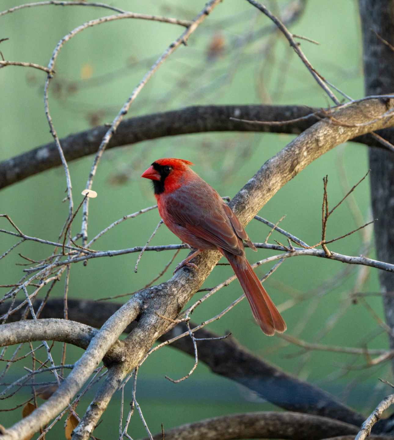 Cardinal on a branch seemingly looking into camera